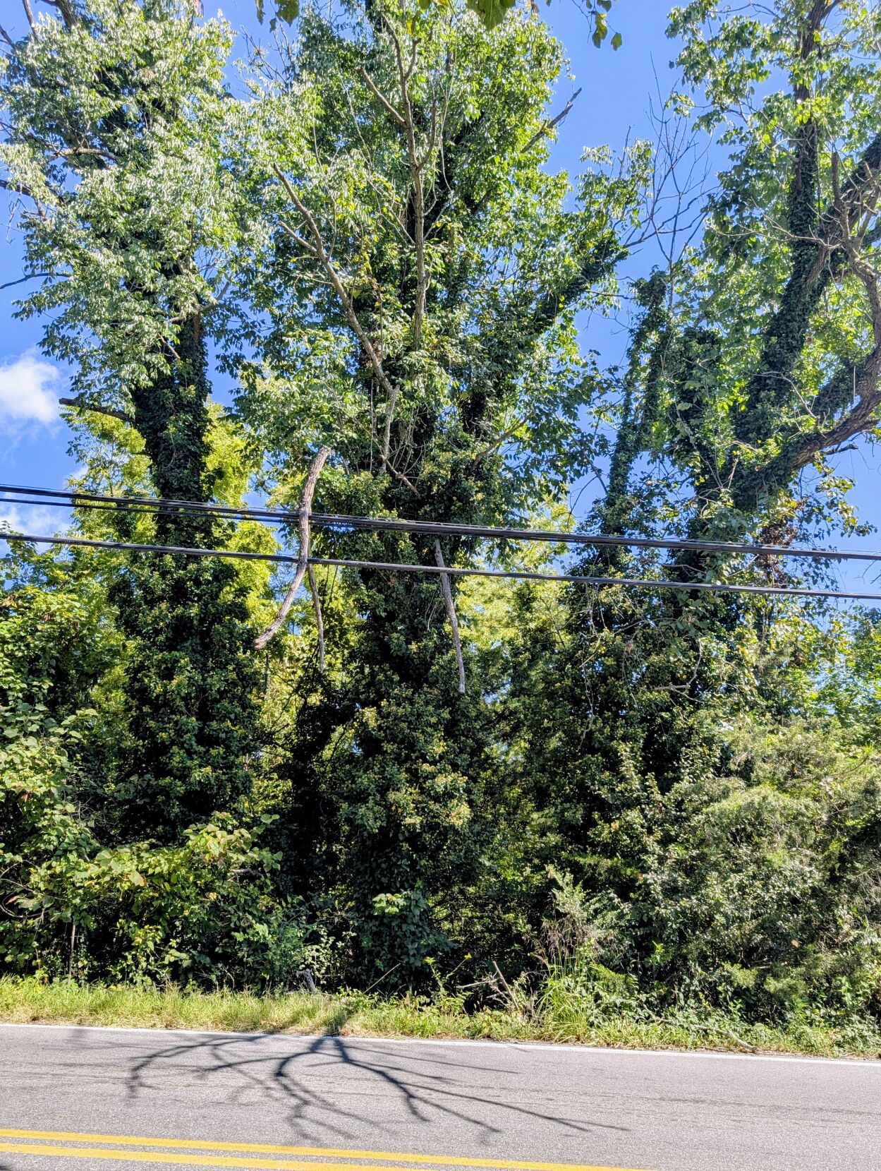 branch hanging on utility lines